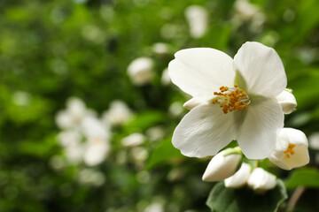 Closeup view of beautiful jasmine flowers outdoors. Space for text