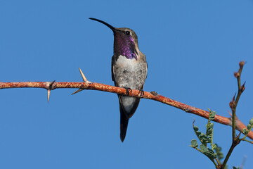 Fototapeta na wymiar Lucifer's Hummingbird male taken in SE Arizona