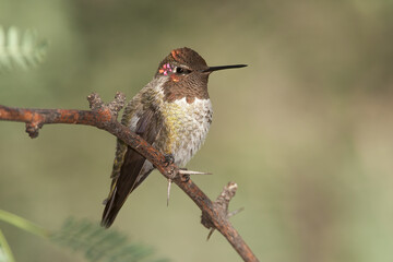 Anna's Hummingbird male taken in SE Arizona