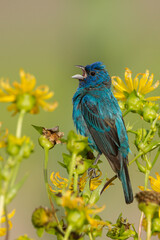 Indigo Bunting male taken in southern MN
