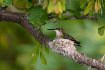 Obraz premium Ruby-throated Hummingbird taken in southern MN