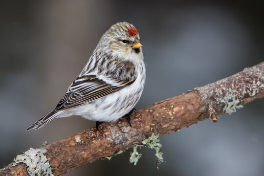 Hoary Redpoll taken in northern MN in the wild