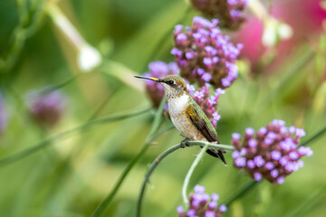 Ruby-throated Hummingbird nest taken in southern MN