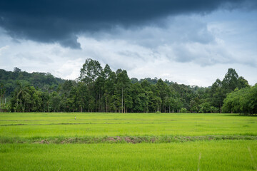 Fototapeta premium The rice fields can see the embankment, the rain clouds, the forest line, the big trees and the mountain ranges.