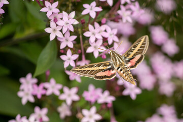 Hummingbird moth taken in southern MN