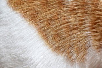 Cat fur texture background.  Ginger and white cat hair texture background. 