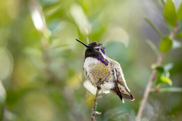 Costa's Hummingbird male perched taken in SE Arizona