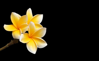 Obraz na płótnie Canvas a beautiful and natural plumeria flower isolated on a black background