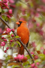 Northern Cardinal male in crab apple