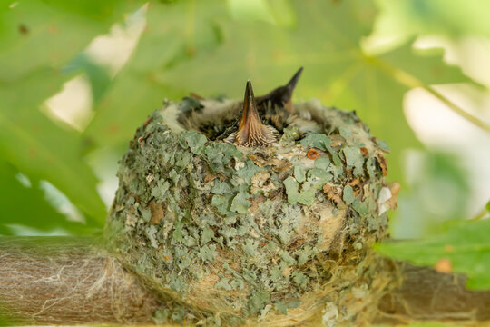 Ruby-throated Hummingbird nest taken in southern MN
