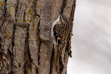 Fototapeta premium Brown Creeper taken in southern MN