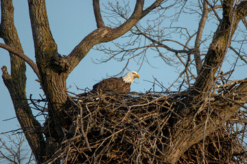 Bald Eagle in nest taken in central MN