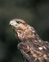 Bussard wittert seine Beute