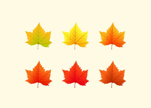 maple leaf color gradation collection vector illustration