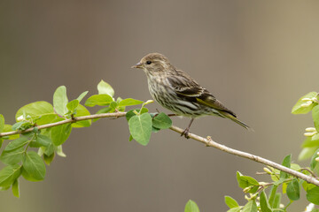 Pine Siskin taken in southern MN