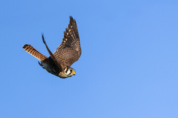 American Kestrel taken in central MN in the wild