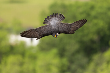 Peregrine Falcon taken in western Wisconsin in the wild