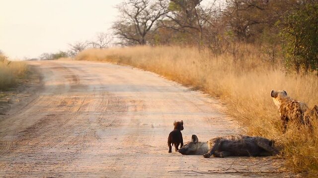 Young Spotted hyaena playing with cub in safari road in Kruger National park, South Africa ; Specie Crocuta crocuta family of Hyaenidae
