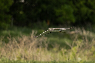 Northern Harrier male in flight taken in central MN