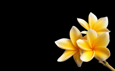 a beautiful plumeria flower isolated on black background