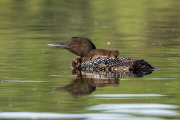 Common Loon adult with sleeping baby on back taken in central MN