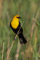 Yellow-headed Blackbird male on cattail taken in central MN
