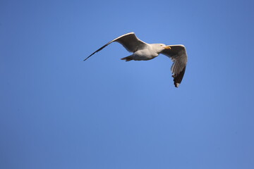 Fototapeta na wymiar Seagull 