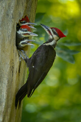 Pileated Woodpecker adult male feeding young at nest cavity