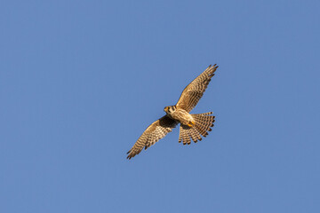 American Kestrel female in flight taken in central MN