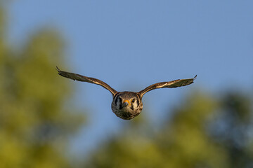 American Kestrel female in flight taken in central MN