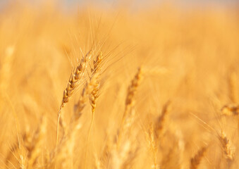 summer field with yellow ears of ripe wheat at sunset, background