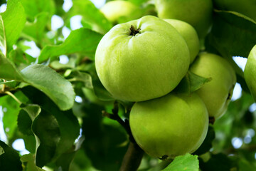 organic farm, farming and harvesting concept. Green apples hanging from a tree branch in an orchard, close up