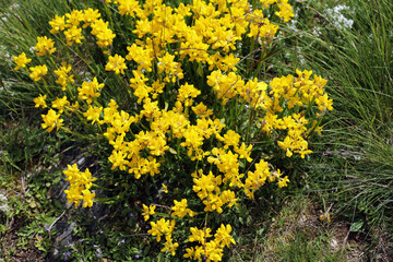 Yellow clover in a meadow in the Vosges