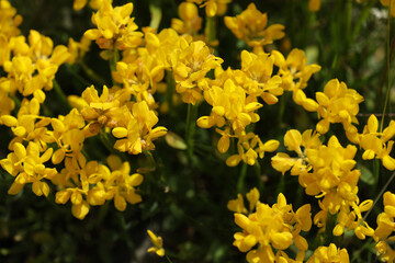 Yellow clover in a meadow in the Vosges