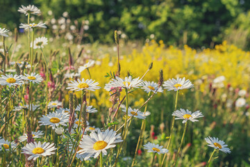 chamomile field on a summer sunny day