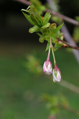 Blooming sprig of fruit tree. Hot pink buds on branch of fruit tree