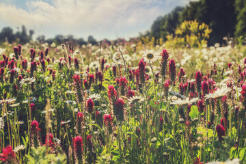 red lupins in a summer meadow, summer flowers in a park