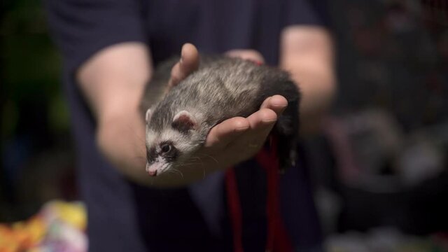 Pets show urban festival owner holds and strokes ferret Spbas