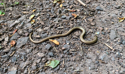 Dead blindworm on a forest path