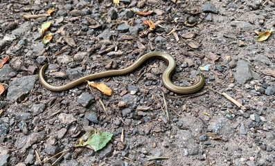 Dead blindworm on a forest path