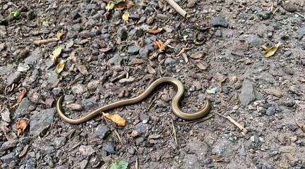 Dead blindworm on a forest path