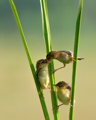 Yellow Sunbird just feeding her chick in the bright morning with bokeh background with kungfu style.