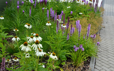 perennial flower bed with a predominance of purple in the garden and parks with bulbs - obrazy, fototapety, plakaty