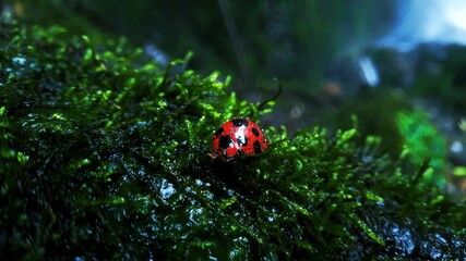 A beautiful ladybug on wet grass