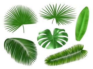 Realistic tropical leaves. Palm tree foliage, green exotic plants elements, monstera and coconut, jungle hawaiian summer nature vector set
