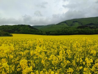 rapeseed field in spring