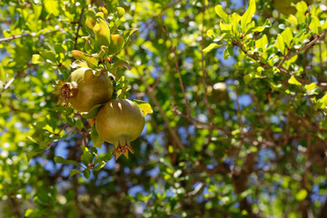 Granatapfel im Wachsstadium am Baum hängend