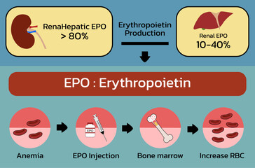 Erythropoietin (EPO) production from kidney , liver and Injection , vector illustration