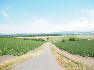 美瑛の美しい初夏の田園風景