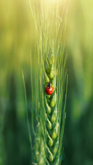insect ladybug on wheat ears.